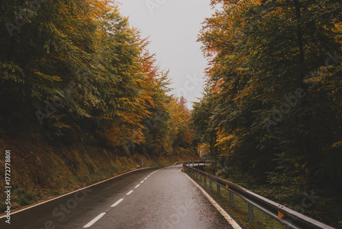 Autumn in the forest