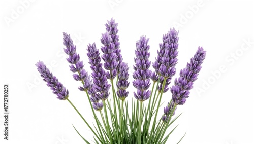 Bunch of lavender flowers o...