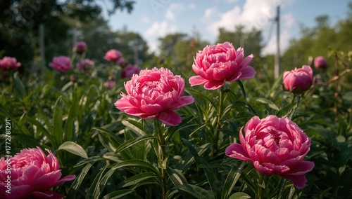 Pink peonies flourishing in...