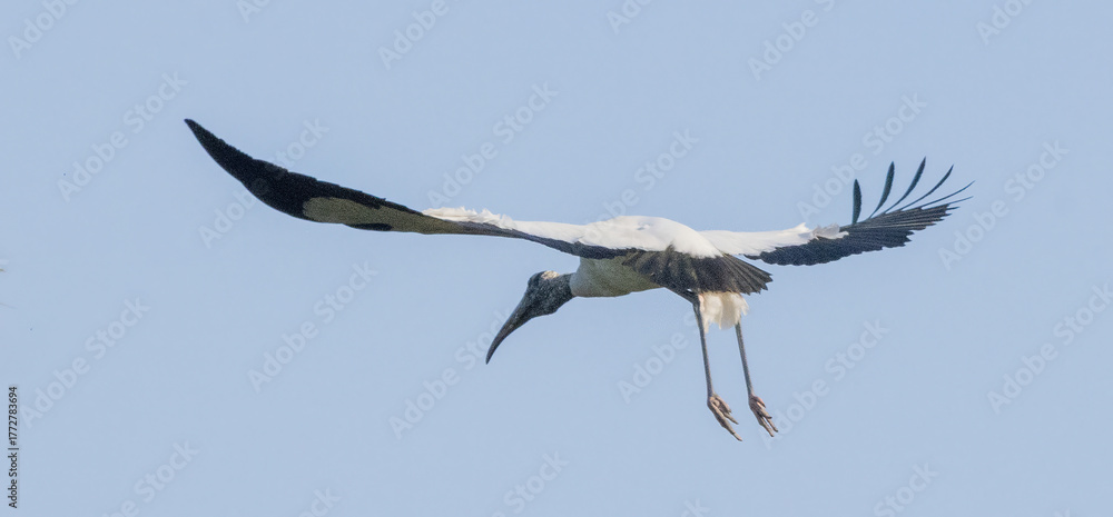 Fototapeta premium Wood Stork in flight