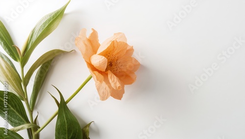 Orange blossom on a plain w...