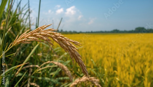 Ear of rice in close-up, sh...