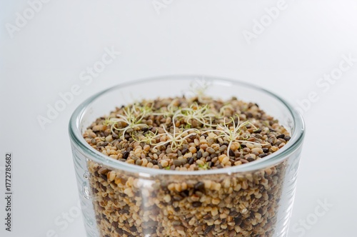 Quinoa seeds blend with wat...