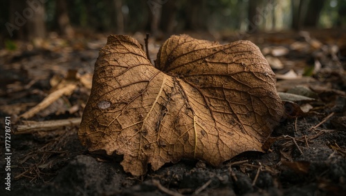 Tree leaves litter discover...
