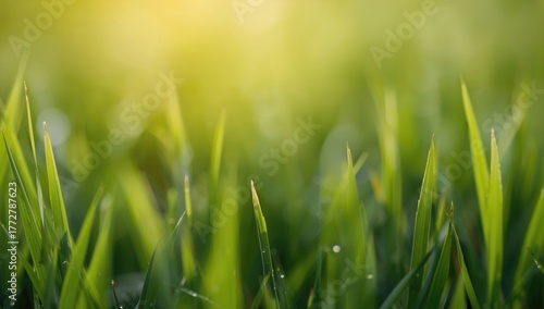 Blurred green grass backdro...