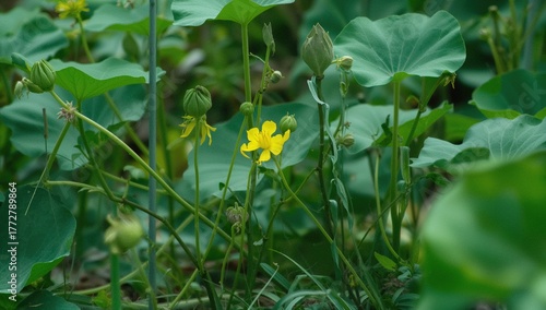 Wild Fabaceae plant Lotus c...
