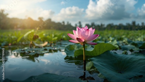 Beautiful Lotus blooming in...