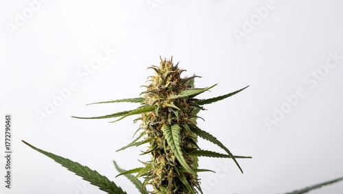 Dried Cannabis Flower Compe...