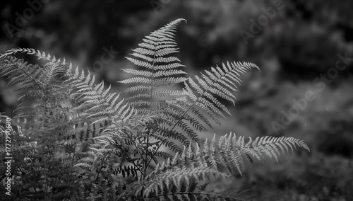 Elegant ferns surrounded by...