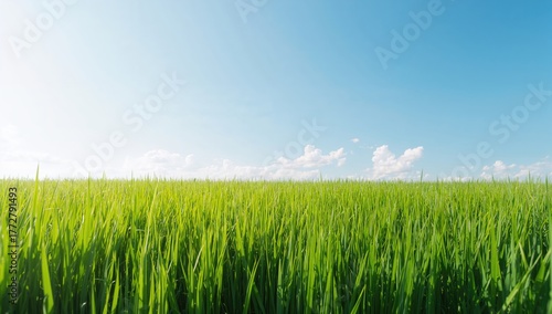 Lush green lawn beneath the...