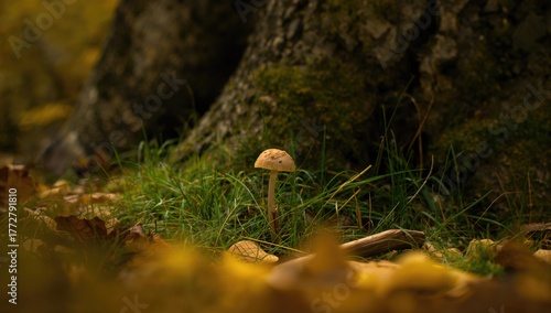 Fungus growing on timber