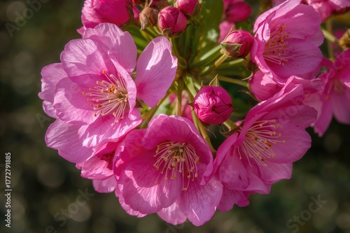 Vibrant Floral Blooms in Fu...