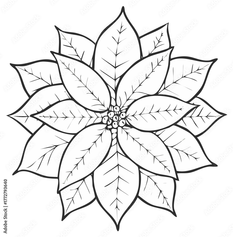 Fototapeta premium Outline Poinsettia Flower with Detailed Leaves and Berries Center