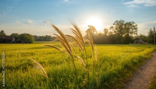 Ears of wheat as a natural ...