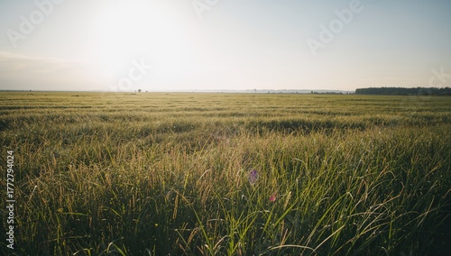 Sunlit vibrant green meadow...