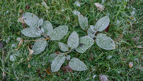 First frost on green leafle...