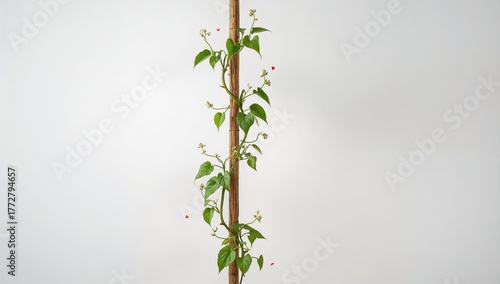 Young creeping gourd vines ...
