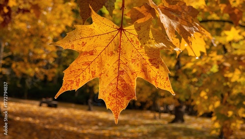 Autumn Maple Leaf Display
