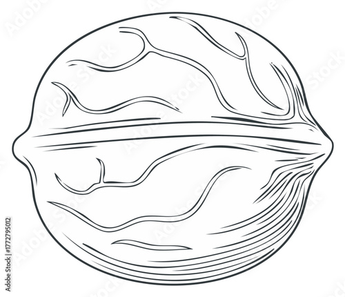 Hand drawn sketch of a single whole walnut with detailed shell texture, monochrome line art illustration