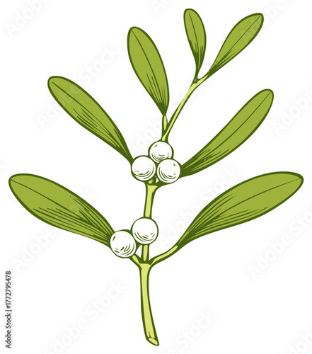 Mistletoe sprig with green leaves and white berries. Christmas holiday hand drawn vector illustration.