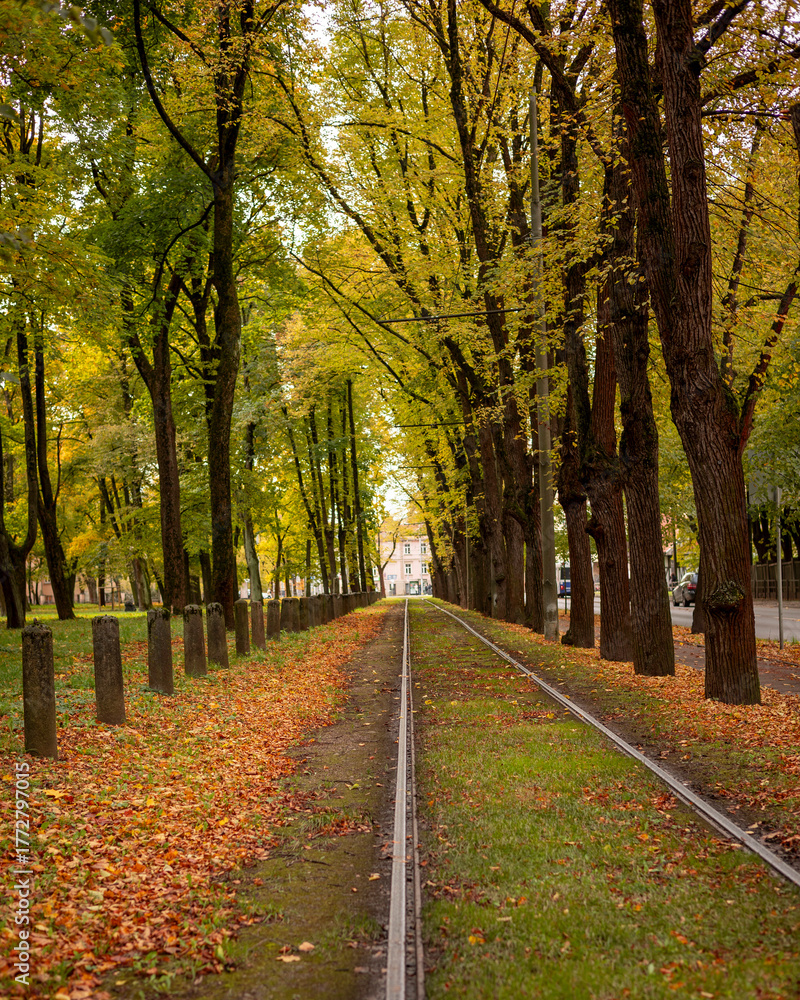 Naklejka premium A beautiful golden autumn scenery of a leaf covered pathway in Riga, Latvia. Sunny day in a city.