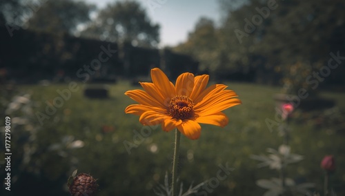 Vibrant orange bloom among ...