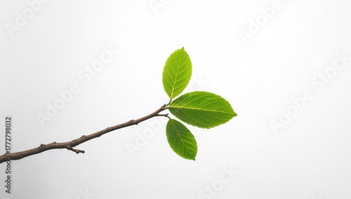Branch with leaf, showcasin...
