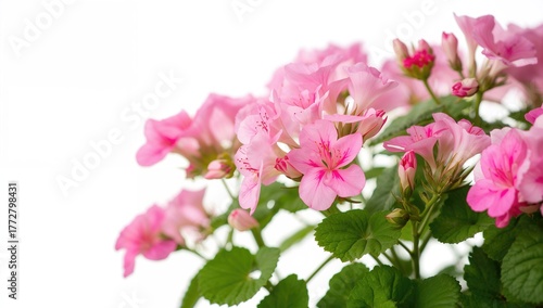 Blooming geranium plant aga...