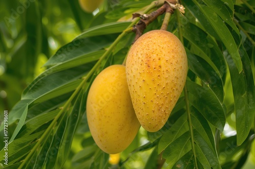 Fresh mangoes displayed on ...