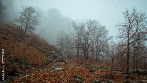 Foggy autumn woodland with ...