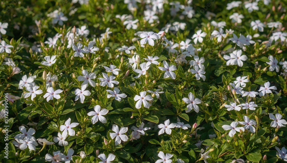 Naklejka premium Springtime periwinkle blossoms in a garden setting, nature, leaves, floral design, summer, beauty, frame, white