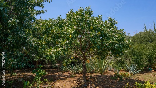Star fruit plant thriving o...