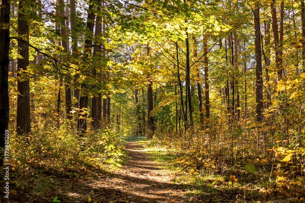Fototapeta premium A beautiful sunny autumn day in the woodlands of Latvia. Fall scenery with trees and golden foliage.