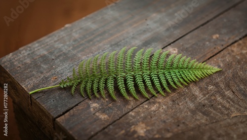 Fern leaf resting on a wood...