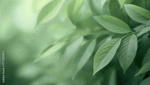 Soft tamarind leaves in a b...