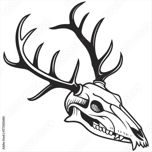 Vector illustration of a deer skull with large antlers in black and white. Represents nature, wildlife, hunting, and a graphic design element.