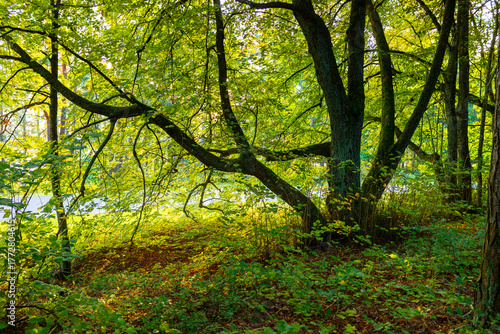 An early autumn woodlen landscape of Latvia. Green leaves, trees, sunny day.