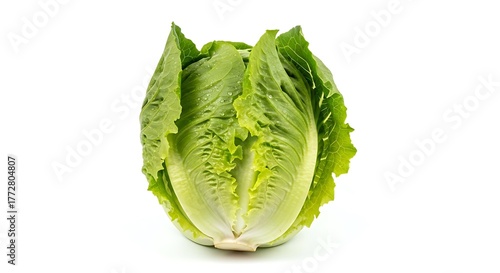 Fresh Romaine Lettuce Head with Water Droplets