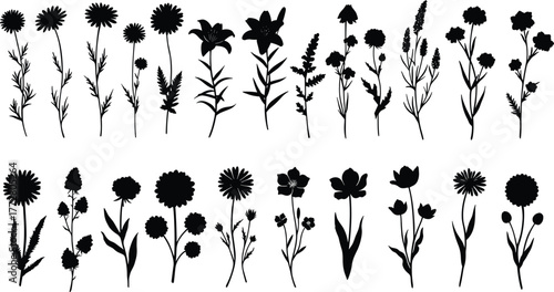 Wildflower silhouette vector, plant clipart set, botanical illustration design, garden bloom art, decorative floral graphic, nature foliage outline, leaf shape