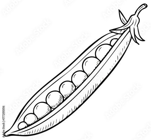 Detailed Hand Drawn Pea Pod Illustration Featuring Organic Fresh Food Line Art