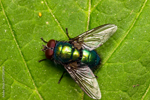 Tableau sur toile The fly is a green carrion bird with a metallic sheen