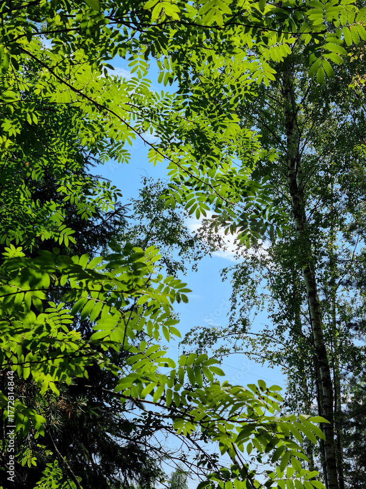 Fototapeta premium European forest with sunlight shining through the branches of trees.