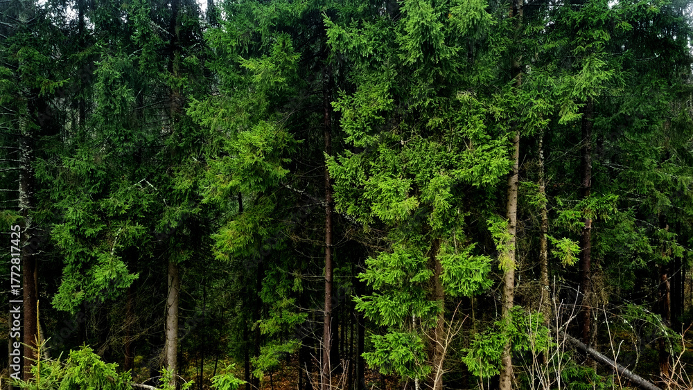 Obraz premium Pine trees in the forest. Green spruce forest in the mountains.