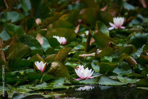 Photography white flowers with raindrops among green leaves on the water