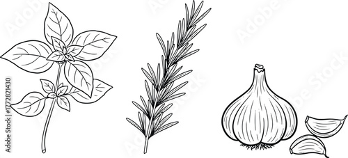 Illustration of fresh basil rosemary and garlic kitchen herbs spices