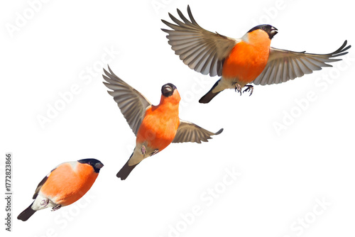 Composition of three Eurasian Bullfinches (Pyrrhula pyrrhula) in various phases of flight. Isolated on a white background