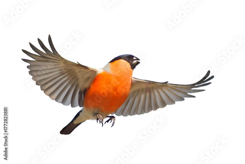 Foto Male Eurasian Bullfinch Pyrrhula pyrrhula in flight with outstretched wings, iso