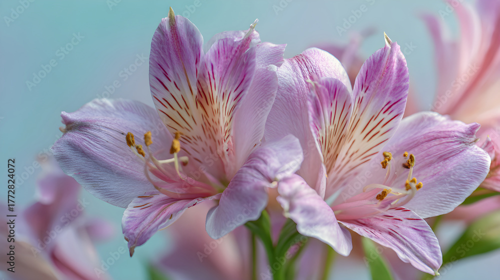 Fototapeta premium Beautiful pink flowers with delicate petals and vibrant colors in a soft natural setting
