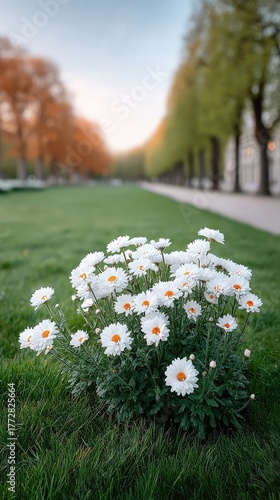 Fresh White Daisies Blooming in a Lush Green Park with Tall Trees and a Soft Sunset Glow Overhead