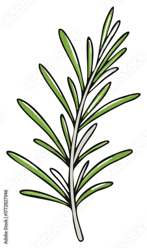 Hand drawn rosemary sprig vector illustration Fresh herbal seasoning for cooking and aroma